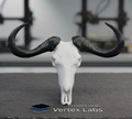 Vertex Minis: Miniature Blue Wildebeest Skull